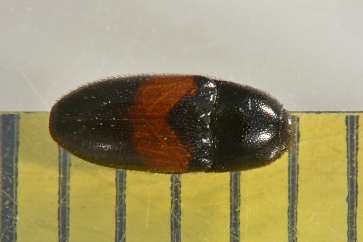 Lissomidae:  Drapetes mordelloides